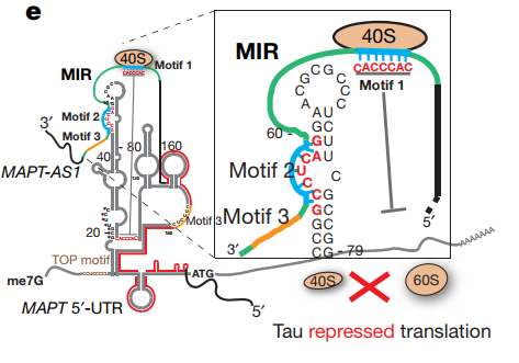 图1. 两个MIR基序对于MAPT-AS1介导的tau翻译抑制示意图