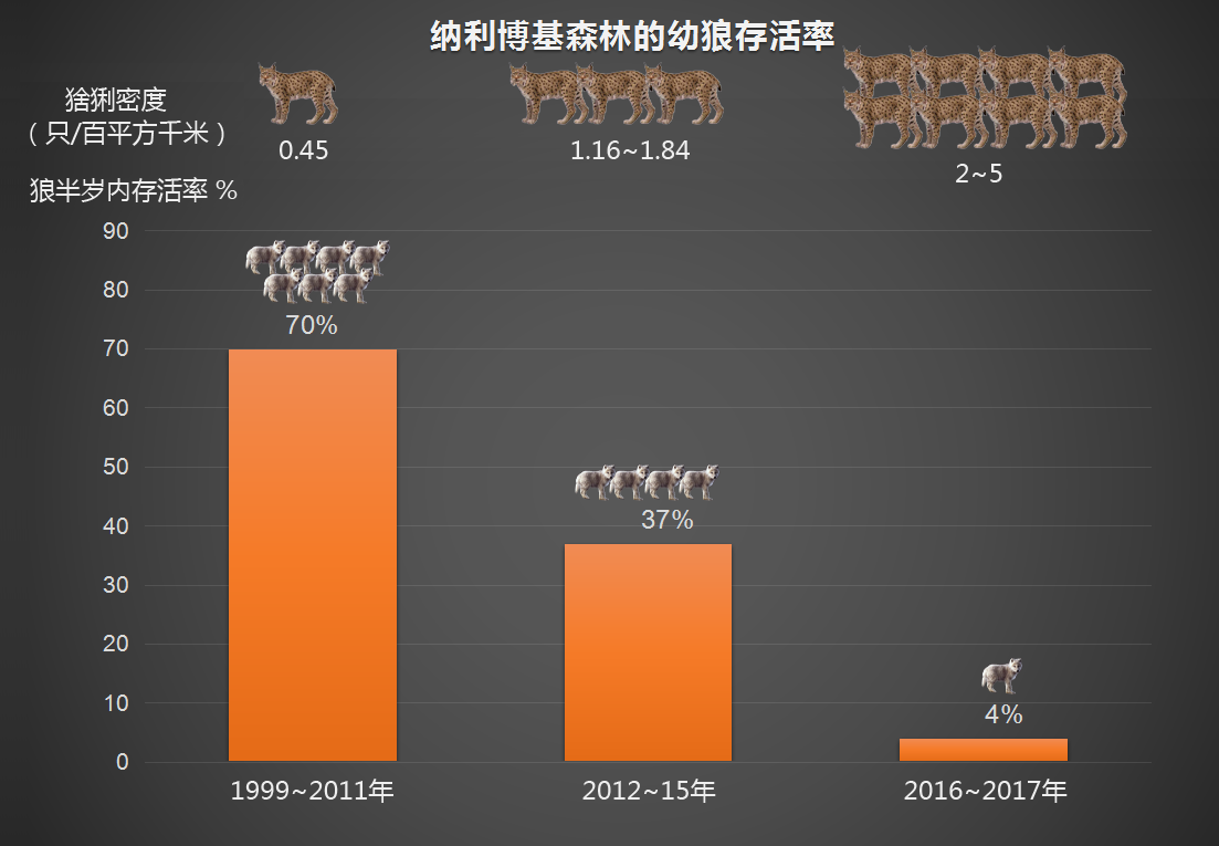 猞猁|被猞猁杀到断子绝孙，欧洲狼如何破局？三大战略，绝地反击