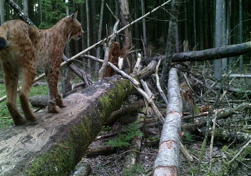 猞猁|被猞猁杀到断子绝孙，欧洲狼如何破局？三大战略，绝地反击