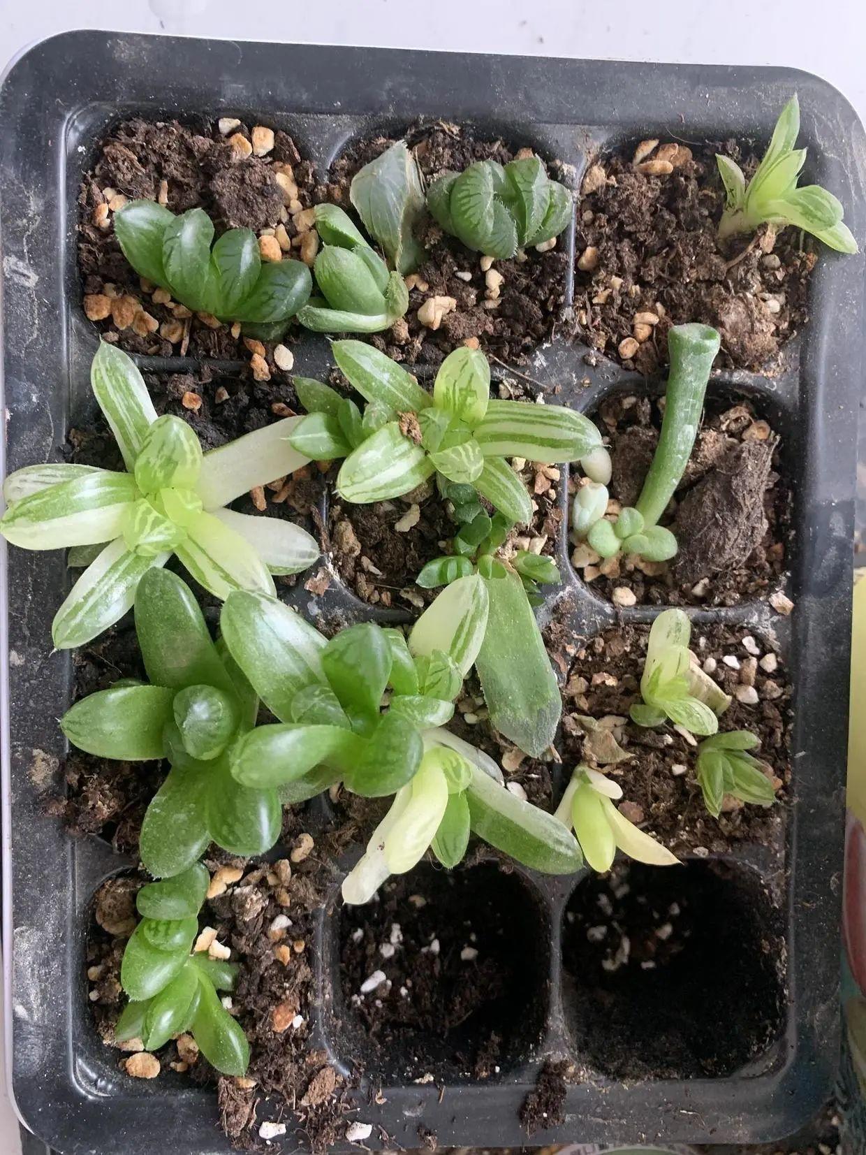 玉露也能叶插时隔大半年叶插成功了分享扦插全过程