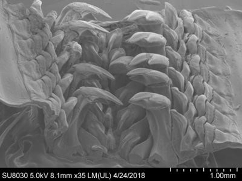 科学|软体动物牙齿中出现罕见矿物，或可辅助进食