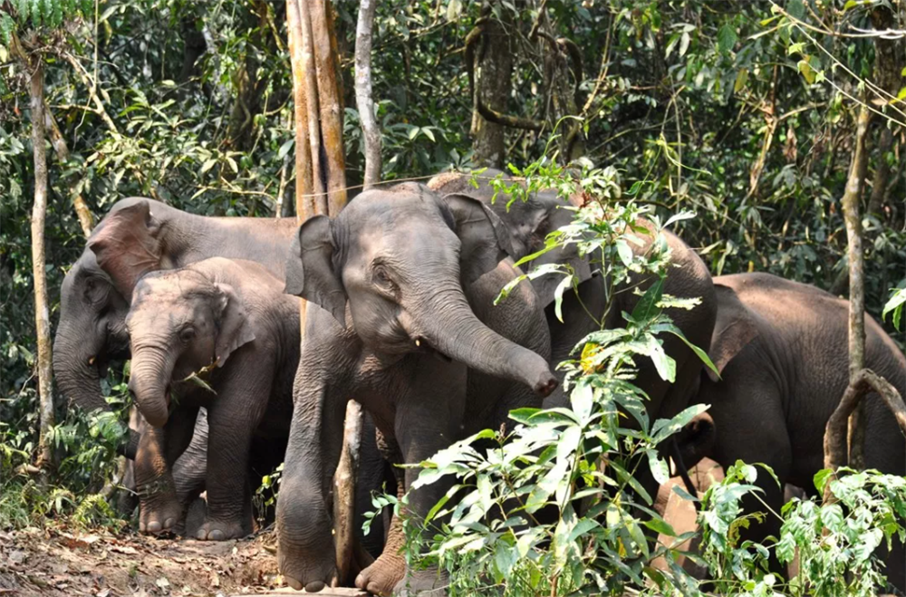 大象|15头北上的大象为何坚决不能麻醉?专家:大象报仇,十年不晚