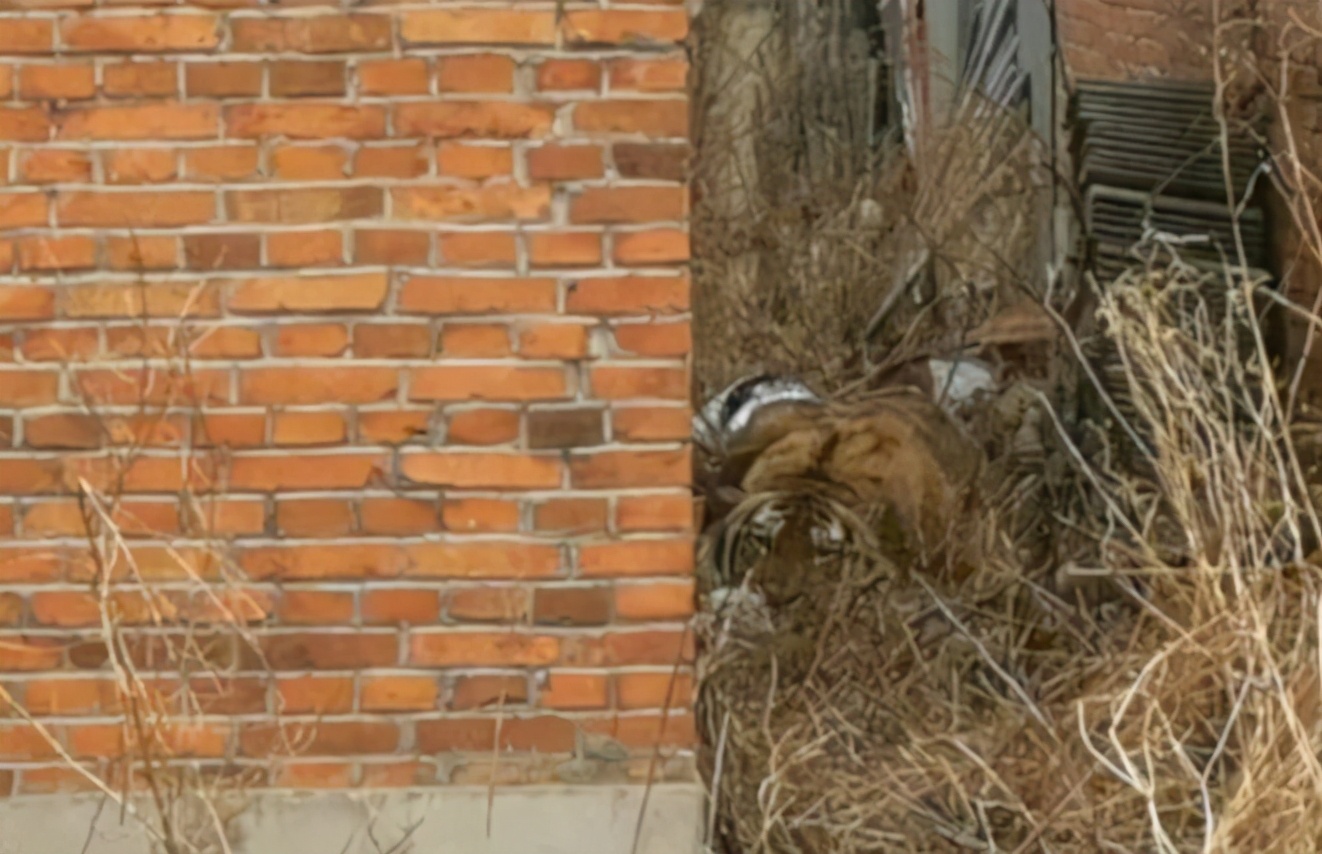 大象|15头北上的大象为何坚决不能麻醉?专家:大象报仇,十年不晚