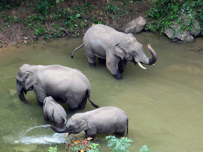 大象|15头北上的大象为何坚决不能麻醉?专家:大象报仇,十年不晚
