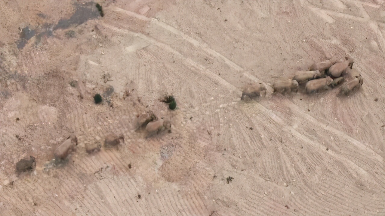 大象|15头北上的大象为何坚决不能麻醉?专家:大象报仇,十年不晚