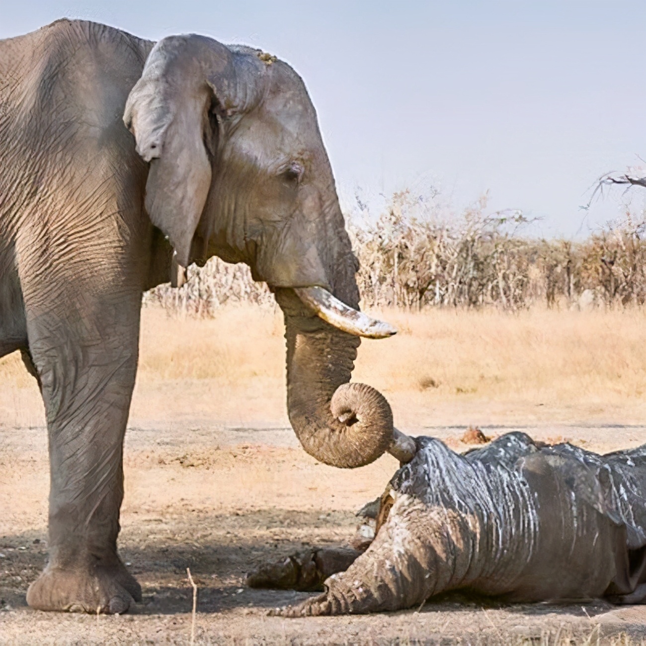 大象|15头北上的大象为何坚决不能麻醉?专家:大象报仇,十年不晚