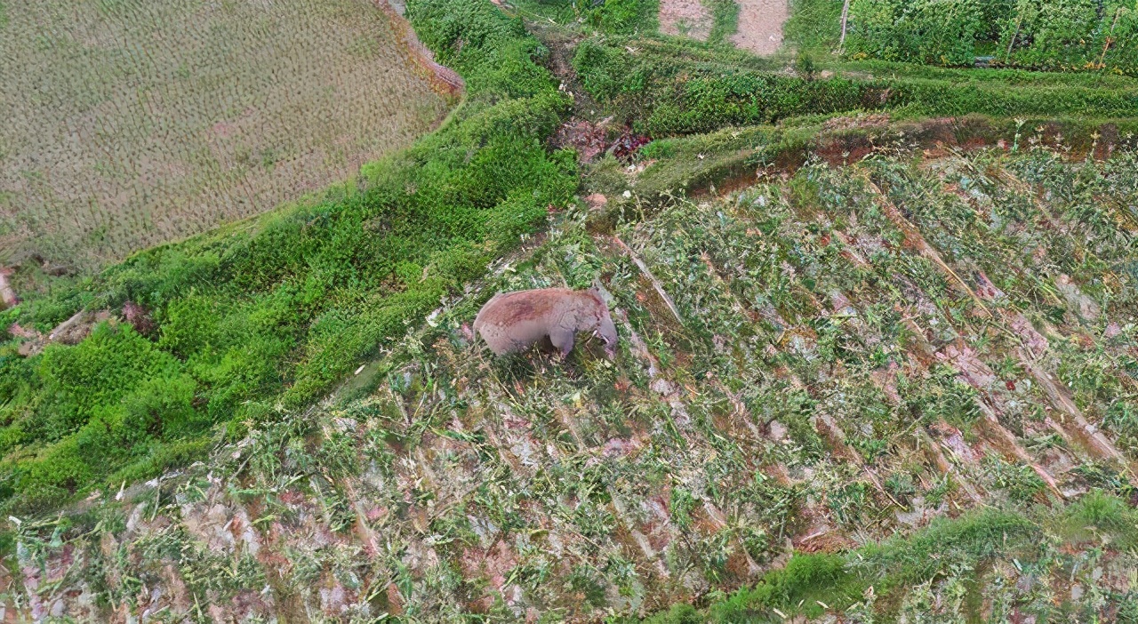大象|15头北上的大象为何坚决不能麻醉?专家:大象报仇,十年不晚
