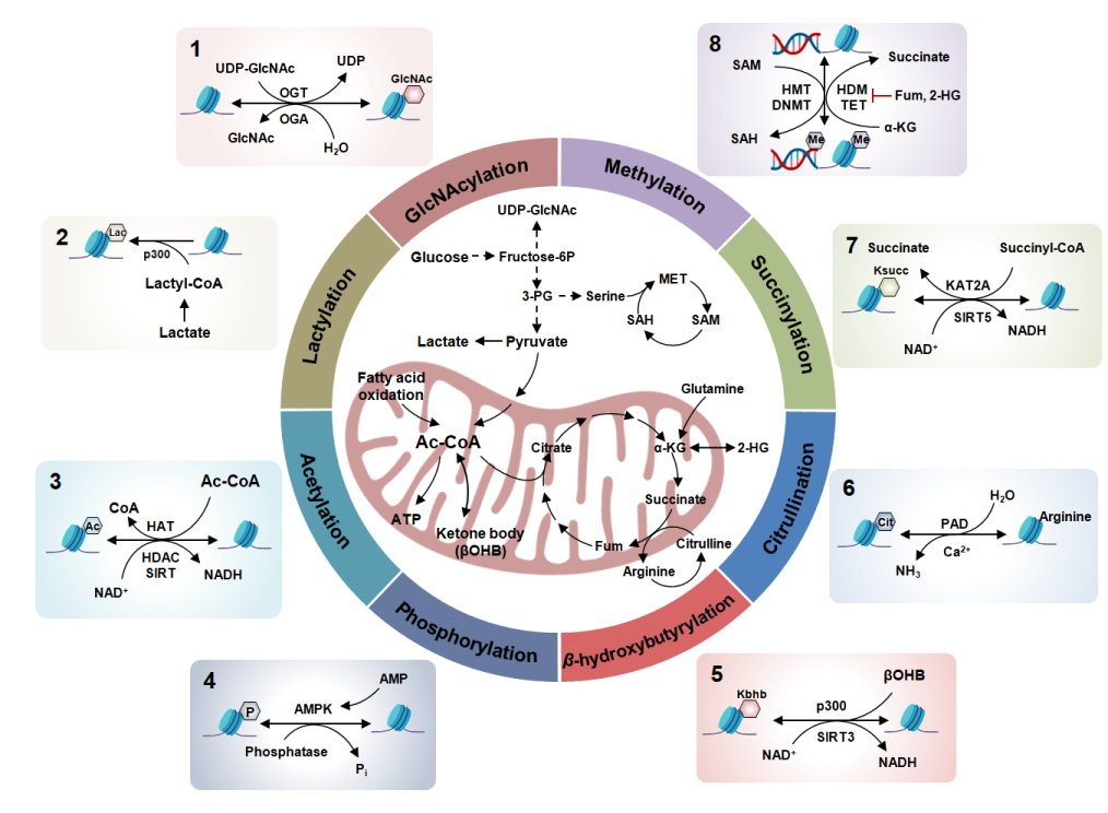 图2.代谢介导的表观遗传学重塑。细胞通过代谢葡萄糖、脂肪酸、氨基酸等营养物质，产生多种中间代谢产物，如acetyl-CoA、NAD+、SAM、α-KG、ATP、succinate等。这些中间代谢物作为底物或辅助因子，修饰染色质及蛋白质。具体来说，可广泛参与GlcNAcylation、Lactylation、Acetylation、Phosphorylation、β-hydroxybutyrylation、Citrullination、Succinylation、Methylation等修饰。