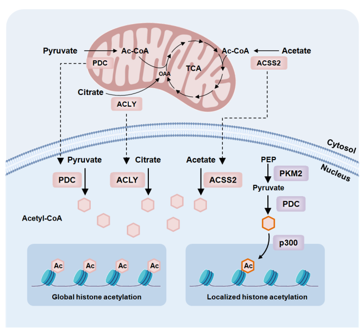 图3. Acetyl-CoA的空间区域化代谢在染色质调控中的作用。在外界刺激或压力胁迫条件下，线粒体定位的PDC和胞质定位的ACLY和ACSS2可以易位至细胞核中促进核内acetyl-CoA库的生成，介导组蛋白乙酰化。在某些特定条件下，PDC入核与PKM2，酰基转移酶p300等形成复合物在特定基因的增强子区域形成局部acetyl-CoA库参与乙酰化修饰。