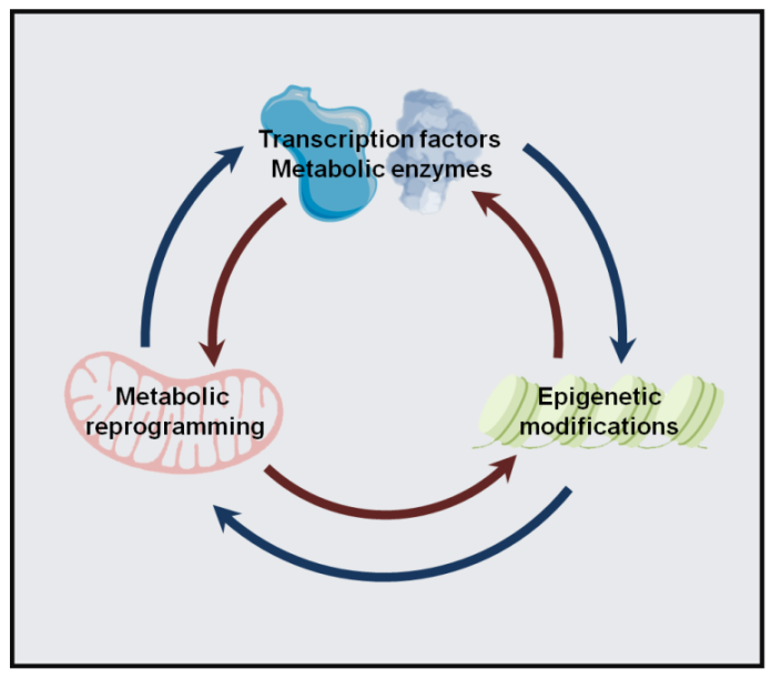 图1. 细胞代谢组、表观基因组与分子驱动蛋白以双向互作的方式协同调节肿瘤。细胞代谢组和表观基因组以双向的方式相互调控，并通过与转录因子的互作调控肿瘤。全面了解转录调控、代谢重编程和表观遗传修饰在肿瘤中的相互作用，将进一步阐明它们之间的联系，并有助于开发有效的肿瘤治疗方法。