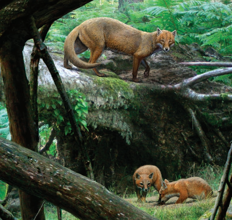 动物|1700万年前的猫犬大战：猫科入侵北美，导致犬科一家族团灭