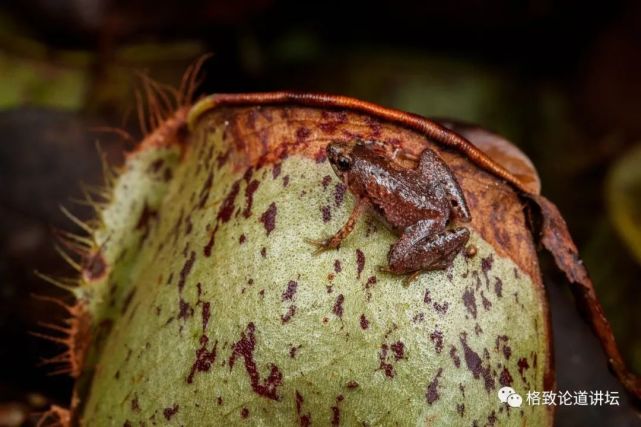 猪笼草姬蛙和苹果猪笼草是一种互利共生的关系.
