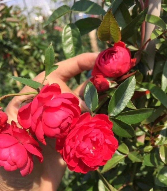 养花种棵四季红木香耐热耐寒2年开成大花墙