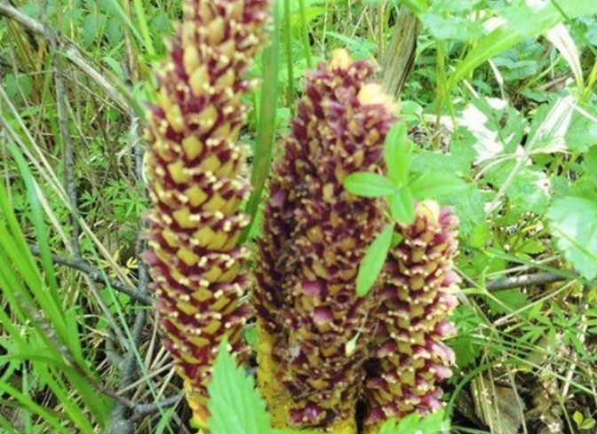 大兴安岭北部林区不老草的传说