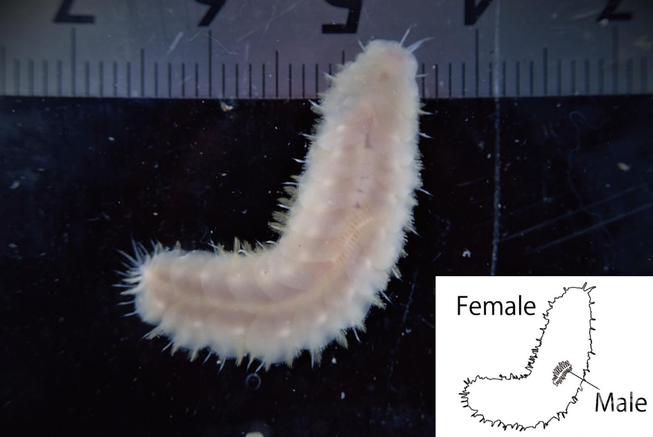 科学|科学家在日本海发现新物种，雄性体型只有配偶的四分之一