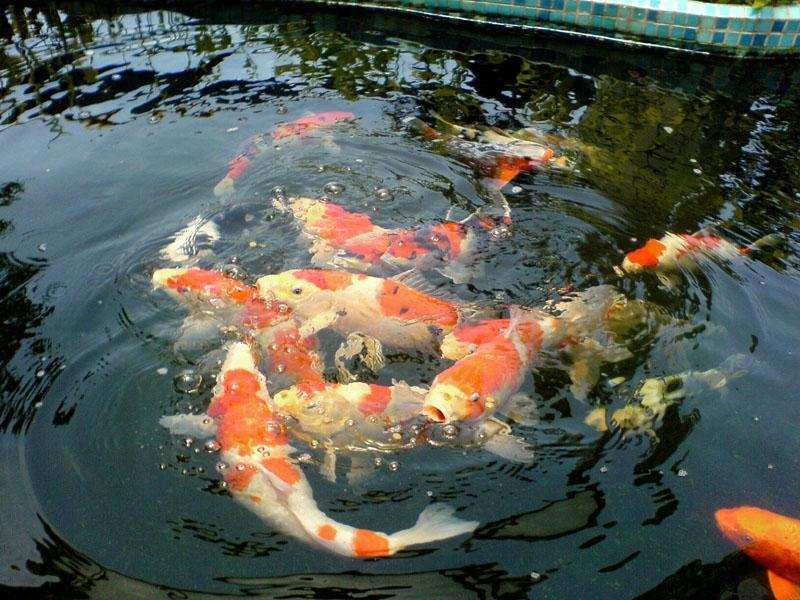 鲨鱼|海水很咸不能喝，鲨鱼、蓝鲸等被海水包围，它们该如何喝到淡水？