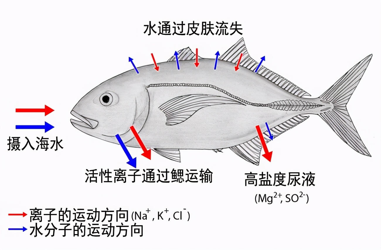 鲨鱼|海水很咸不能喝，鲨鱼、蓝鲸等被海水包围，它们该如何喝到淡水？