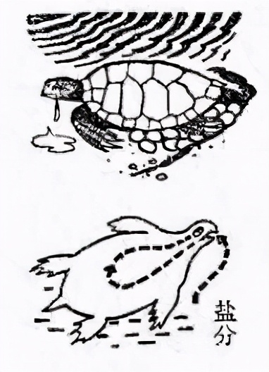 鲨鱼|海水很咸不能喝，鲨鱼、蓝鲸等被海水包围，它们该如何喝到淡水？