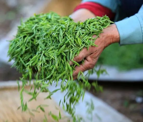 茶起源之争_茶道起源于_茶道起源中国哪个省