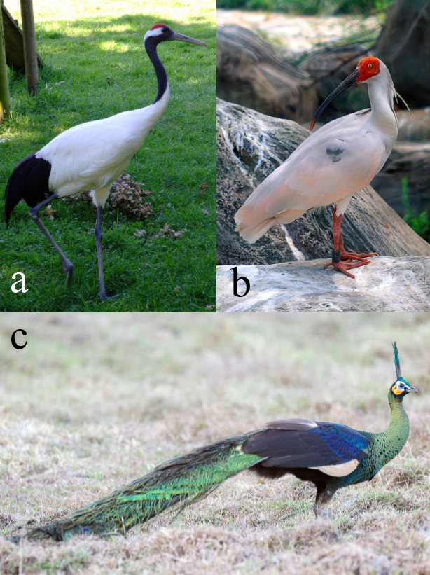 濒危鸟类中的“明星”：丹顶鹤（a）；朱鹮（b）；绿孔雀（c） 。 