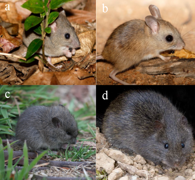 澳洲本土的真兽亚纲物种代表类群（1）——鼠类