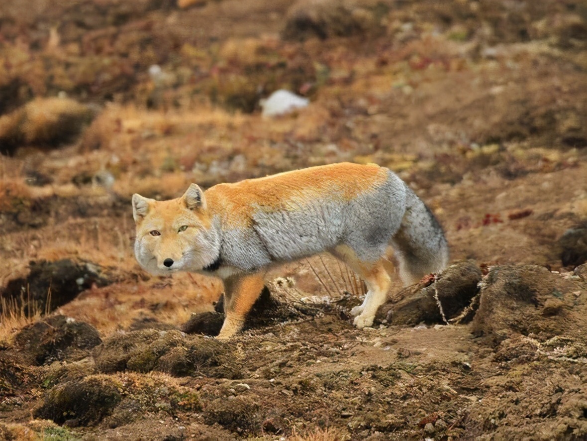 藏狐|因颜值低走红的“藏狐”：反正在高原没人看见，我就随便长长