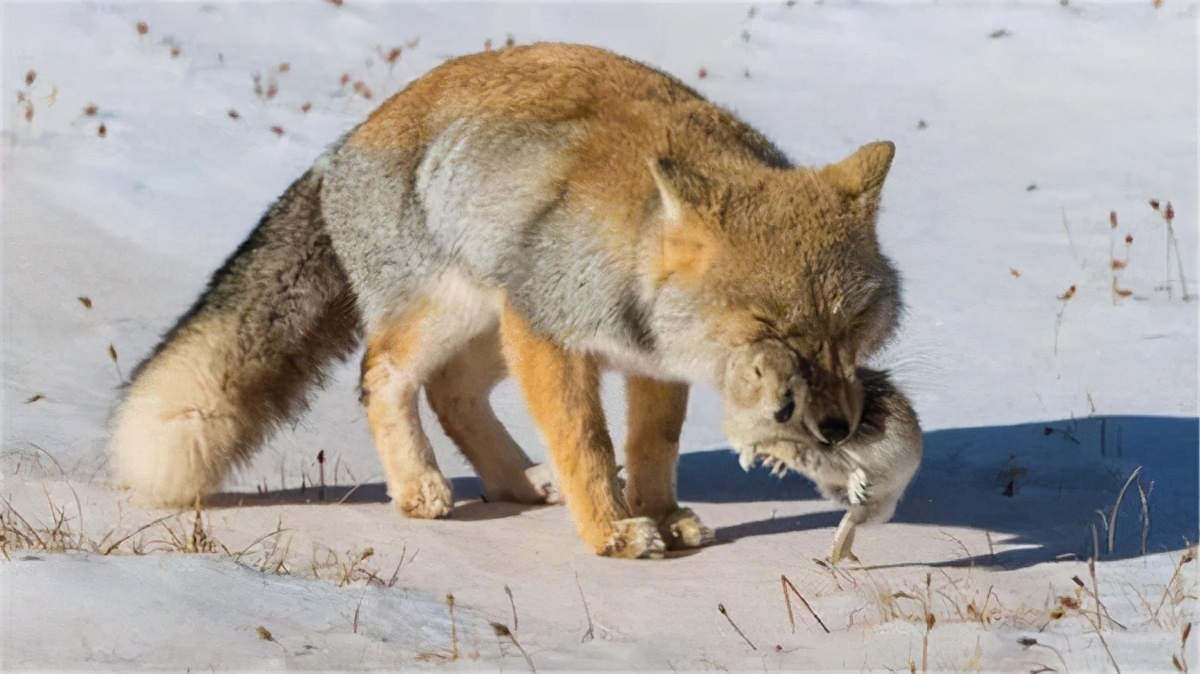 藏狐|因颜值低走红的“藏狐”：反正在高原没人看见，我就随便长长