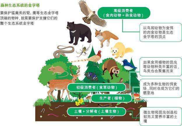 科学|“豺狼虎豹”陆续在全国现身，这究竟是生态变好了，还是变差了？
