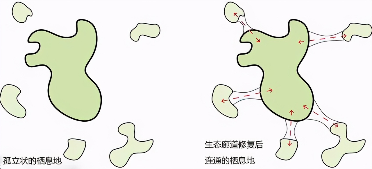 科学|“豺狼虎豹”陆续在全国现身，这究竟是生态变好了，还是变差了？