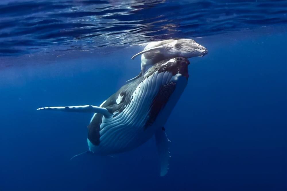 座头鲸|鲸口逃生！美国男子被座头鲸吞下40秒后生还，座头鲸为何不吃人？