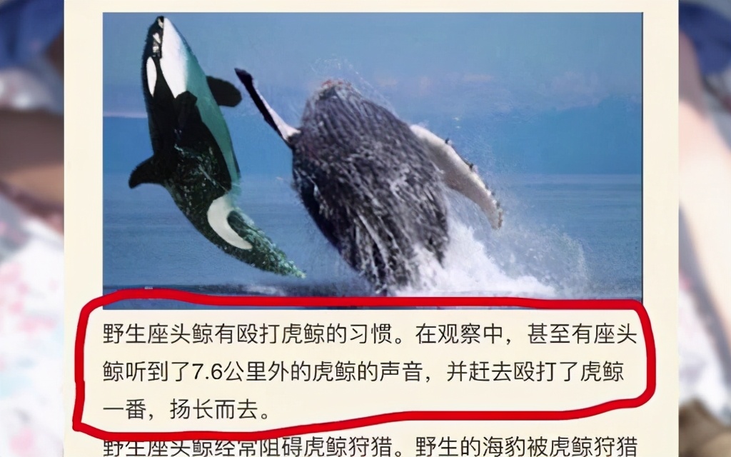 座头鲸|鲸口逃生！美国男子被座头鲸吞下40秒后生还，座头鲸为何不吃人？