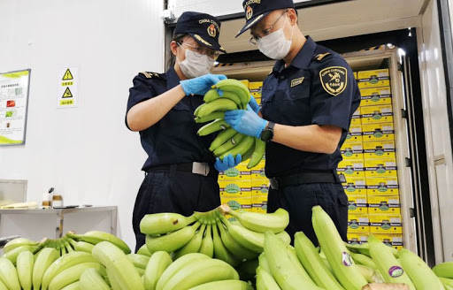 伟哥|自然界的伟哥：巴西游走蛛毒液或使男性持续数小时的“生理反应”