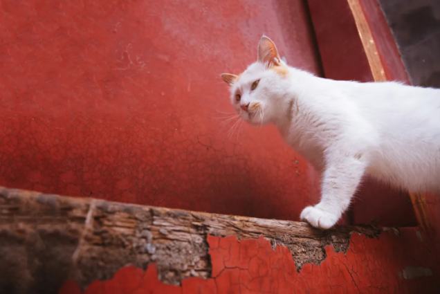 鳌拜猫故宫图片