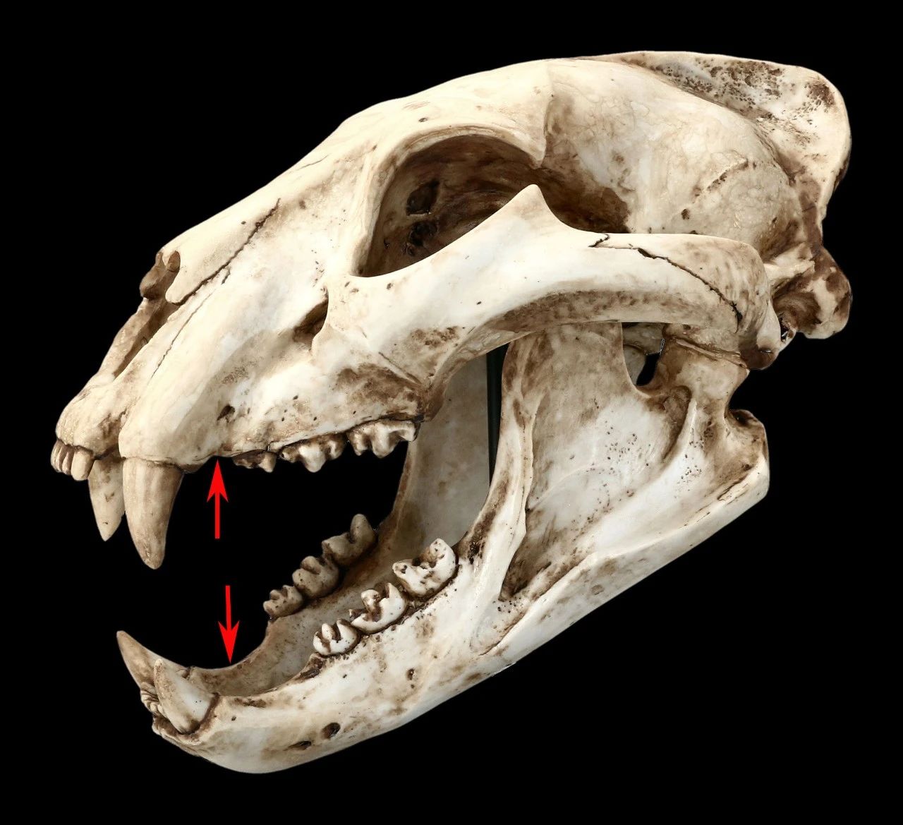 狮子的头骨具有明显的犬齿后间隙其他猫科为了方便犬齿完美锲入猎物