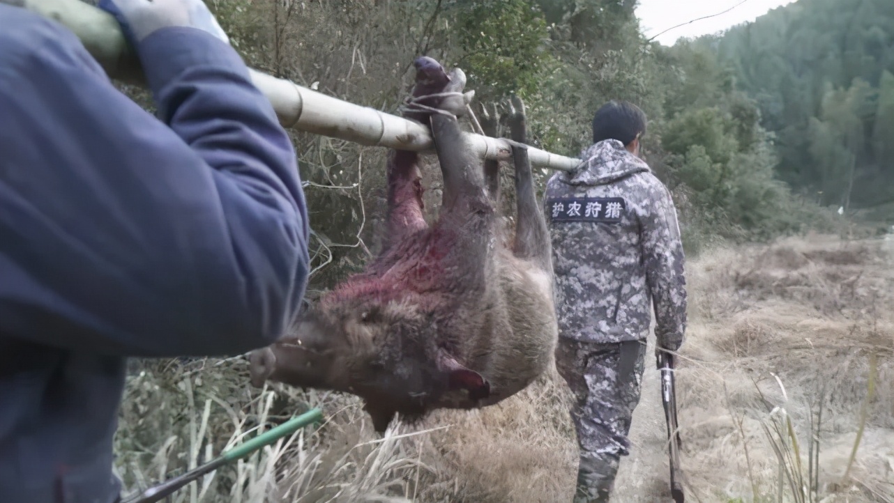 鳄鱼|直升机射杀，10吨野猪喂鳄鱼，澳大利亚快要被泛滥的野猪逼疯了！