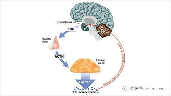 去甲肾上腺素|压力让人一夜白头，其实是一种进化痕迹