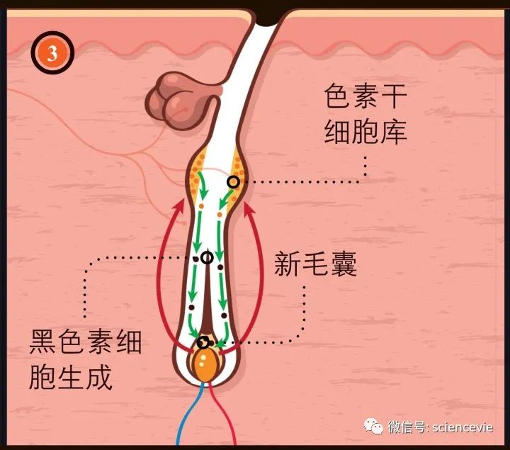 去甲肾上腺素|压力让人一夜白头，其实是一种进化痕迹