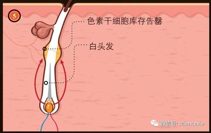 去甲肾上腺素|压力让人一夜白头，其实是一种进化痕迹