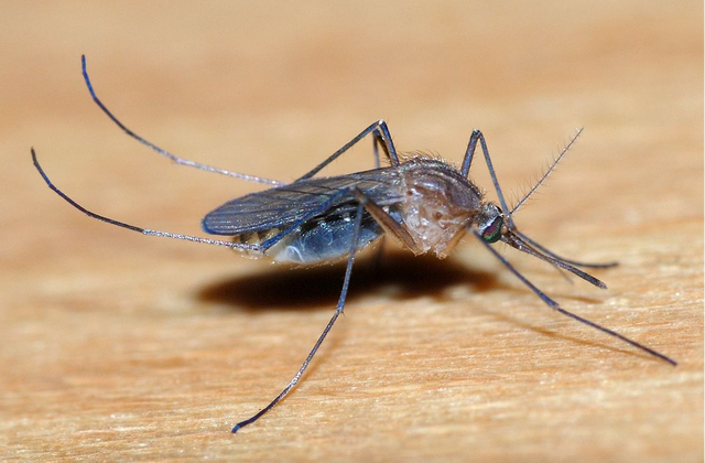 蚊子是怎么悄悄吸血的?为什么我们总是等蚊子飞走了才感觉到痒?