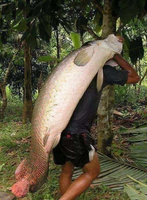 亚马逊土著捕获的巨骨舌鱼:红色的尾巴