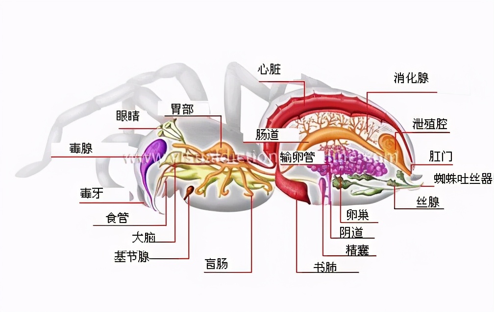 动物|为什么大多数雄性动物的排泄和交配共用一个器官？