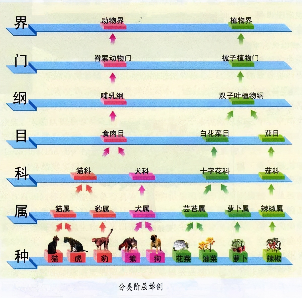 动物|为什么大多数雄性动物的排泄和交配共用一个器官？
