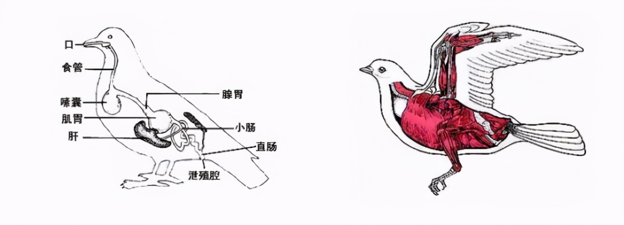 而当时人类的祖先合弓纲生物则已经是双开口的结构