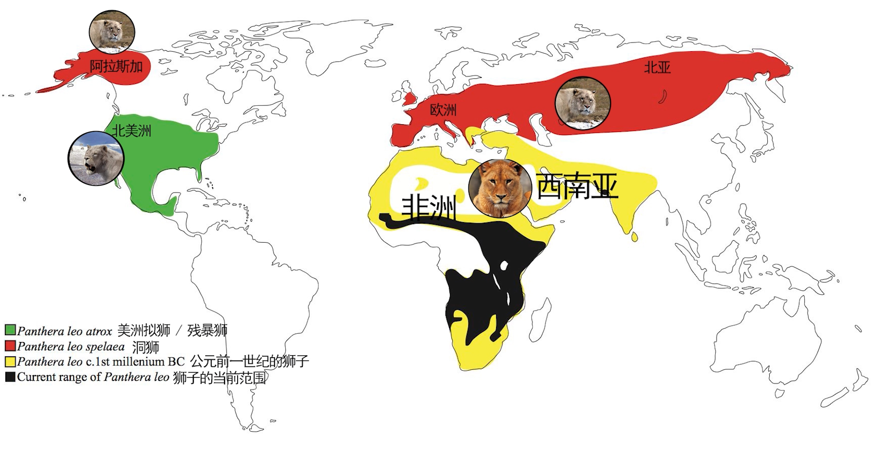 晚更新世狮子的分布而老虎一直生活在东亚的森林里,它一直没有走出