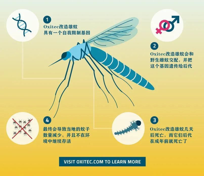 科学|蚊子在地球上到底有什么用？如果全部灭绝了会有什么严重后果？