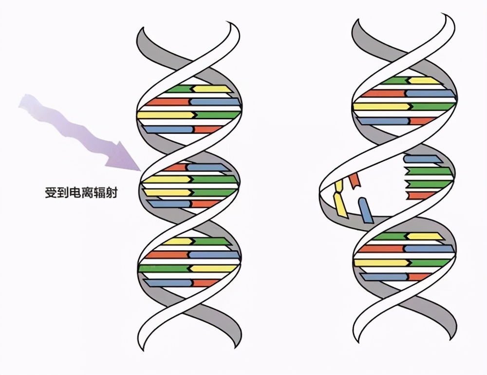 科学|32条腿章鱼被发现，是日本核废水还是演化失误？它竟不是腿最多的