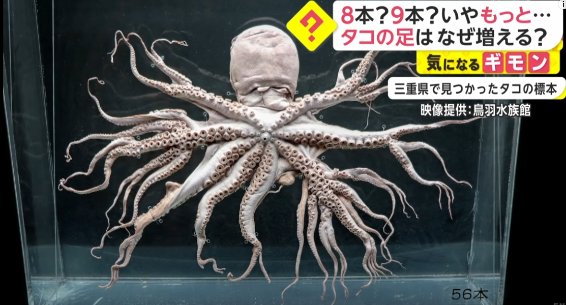 科学|32条腿章鱼被发现，是日本核废水还是演化失误？它竟不是腿最多的