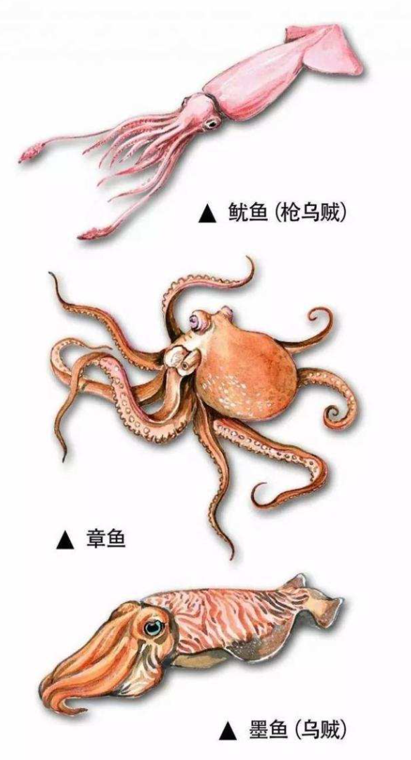 科学|32条腿章鱼被发现，是日本核废水还是演化失误？它竟不是腿最多的