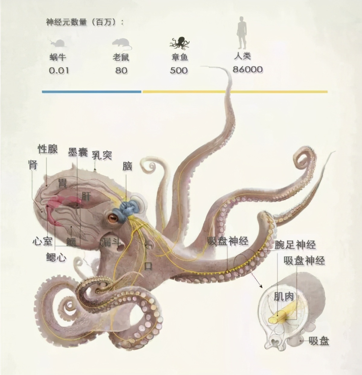 科学|32条腿章鱼被发现，是日本核废水还是演化失误？它竟不是腿最多的