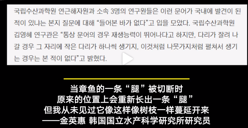 科学|32条腿章鱼被发现，是日本核废水还是演化失误？它竟不是腿最多的